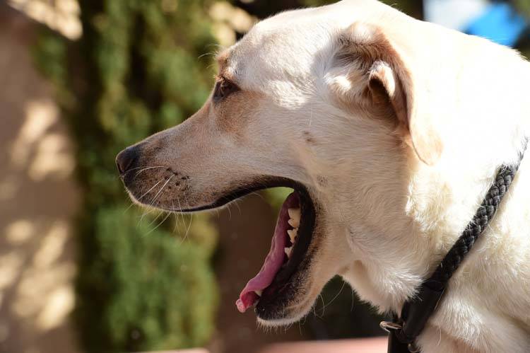 Kennel Cough