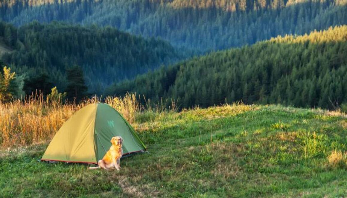 Camping With Dogs