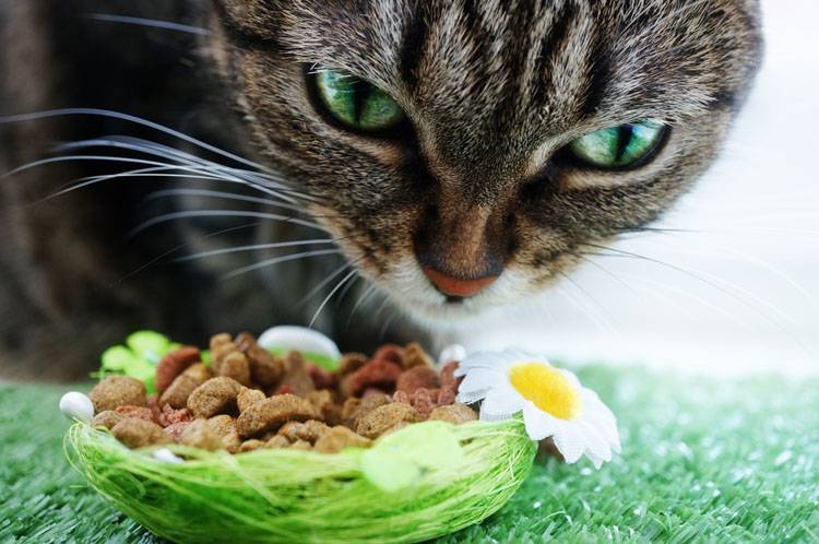 Feeding Your Cat
