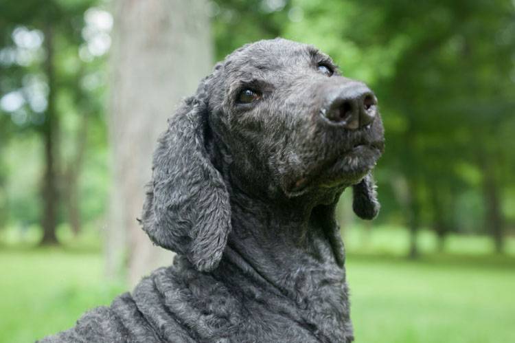 Grooming Senior Dogs