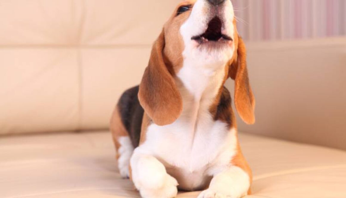 How to Stop a Dog From Barking