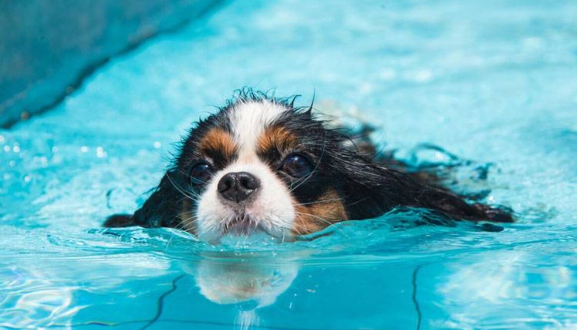 Hydrotherapy for Dogs