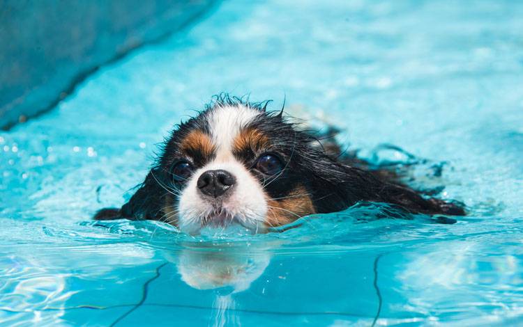 Hydrotherapy for Dogs