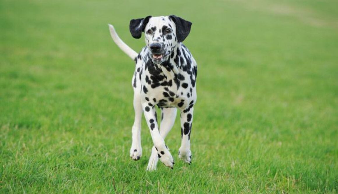 Breed Spotlight: Dalmatians