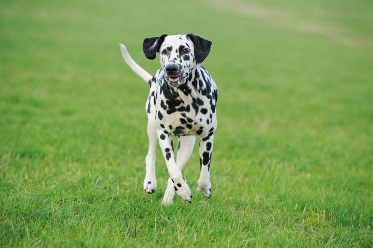 Breed Spotlight: Dalmatians