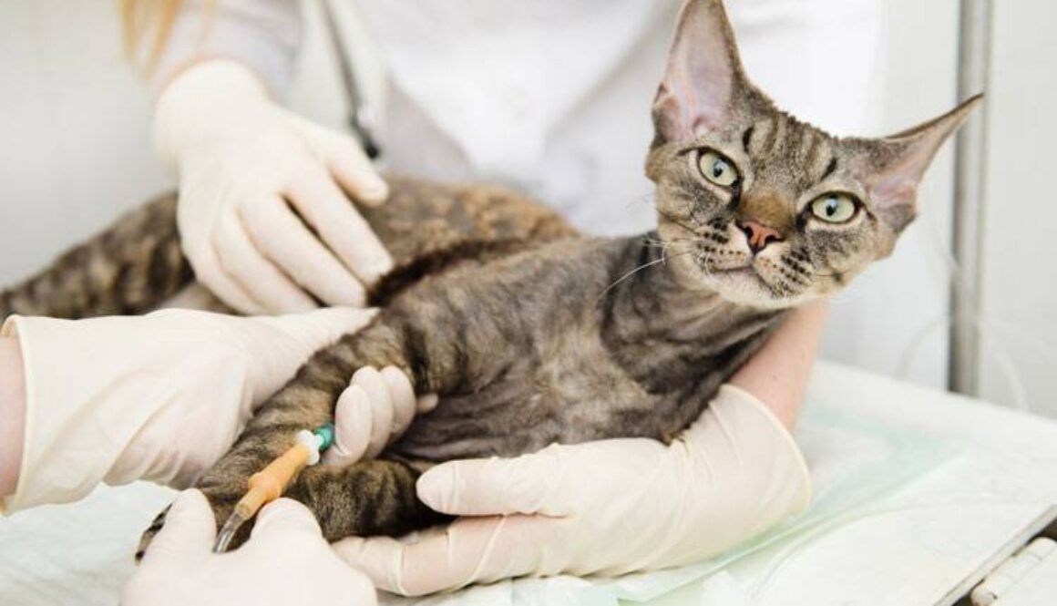Chronic Renal Failure in Cats