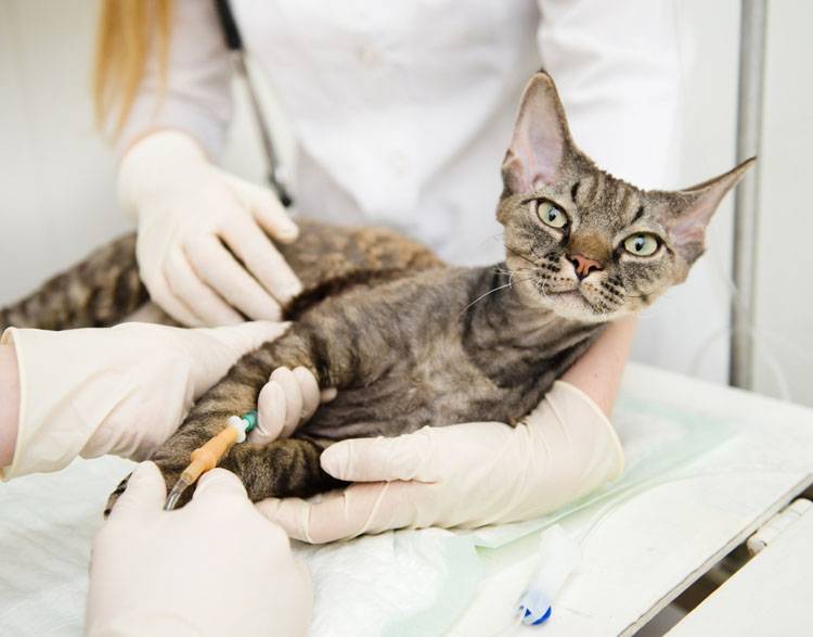 Chronic Renal Failure in Cats