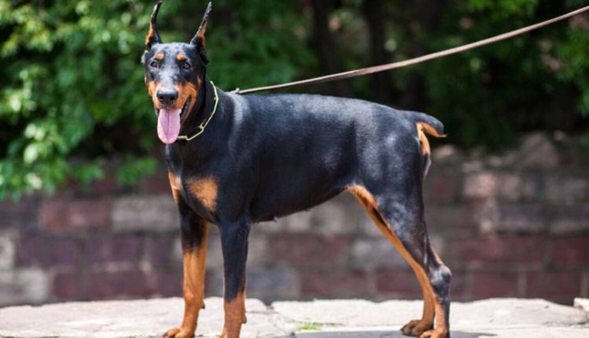 Doberman Pinscher