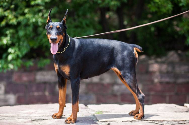 Doberman Pinscher