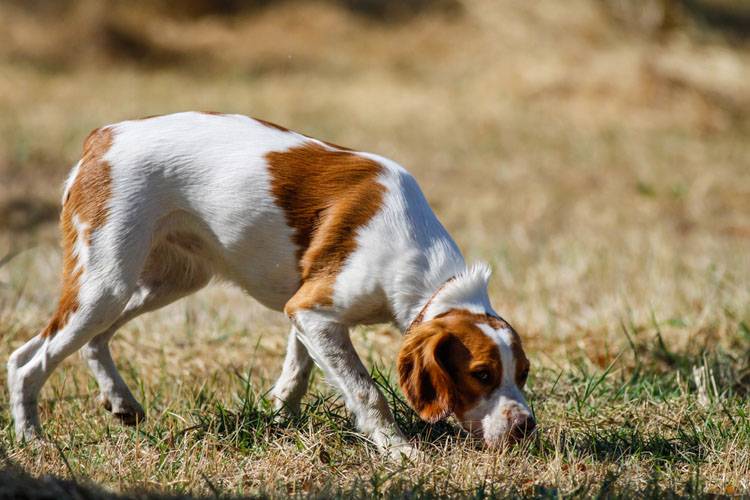 Stop Your Dog From Eating Poop