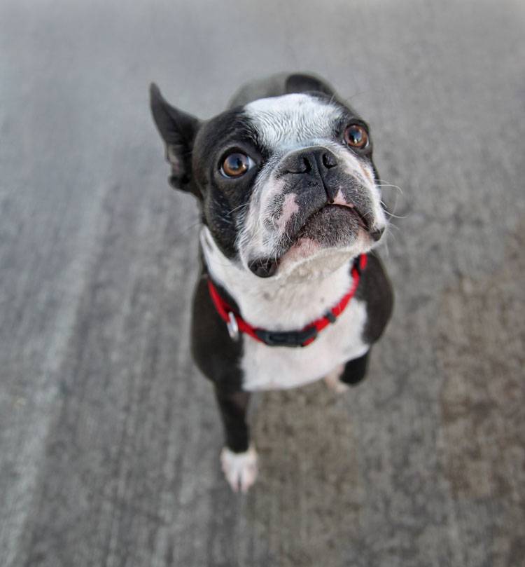 Cataracts in Dogs and Cats Cataracts in Dogs and Cats