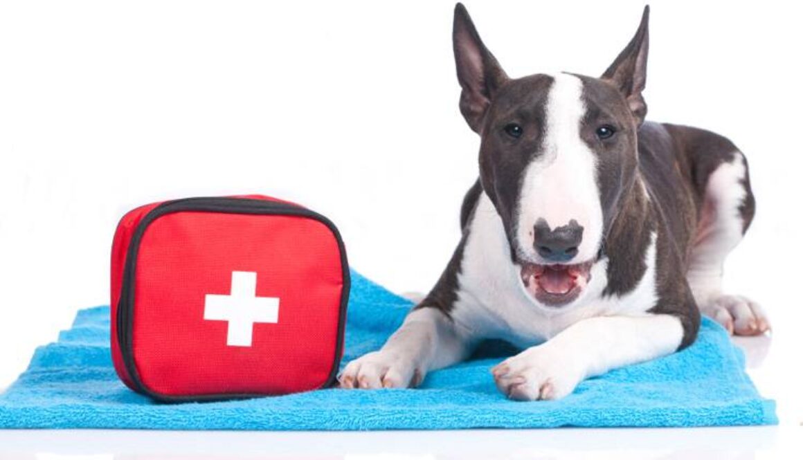 What to Pack a Pet First-Aid Kit