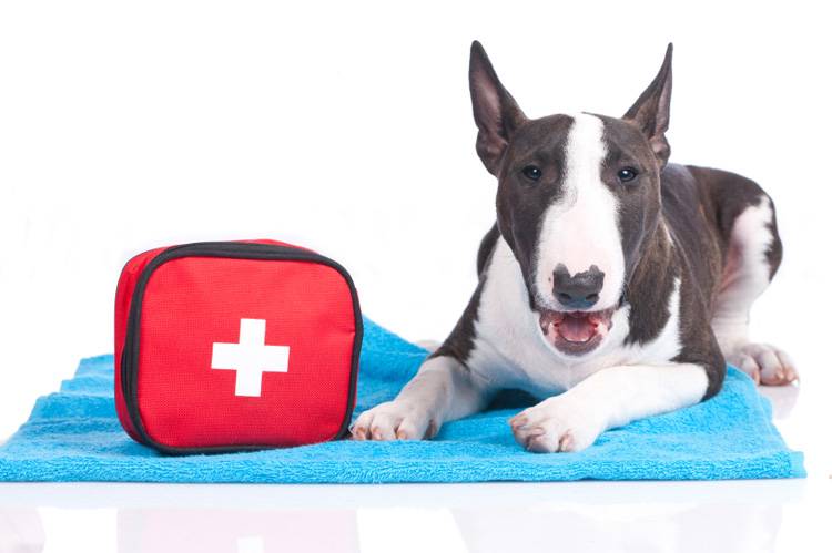 What to Pack a Pet First-Aid Kit