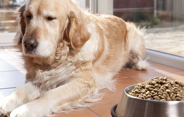 Canine Parvovirus