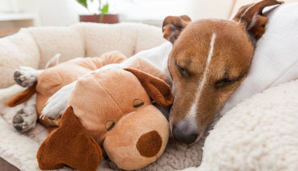 Euthanasia: Having to Face the Inevitable