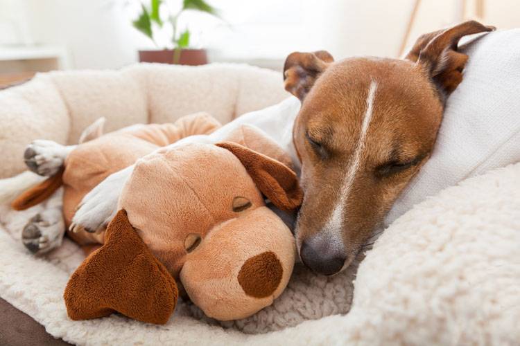 Euthanasia: Having to Face the Inevitable