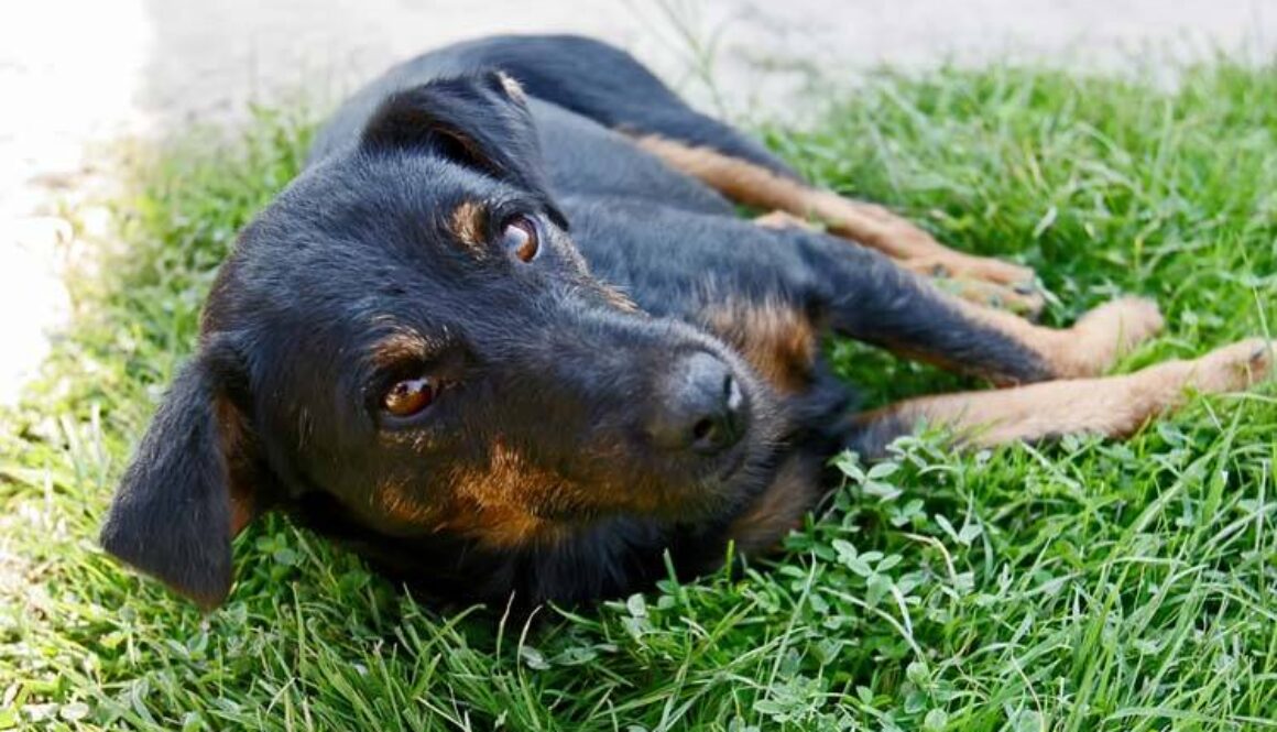 Osteosarcoma in Dogs