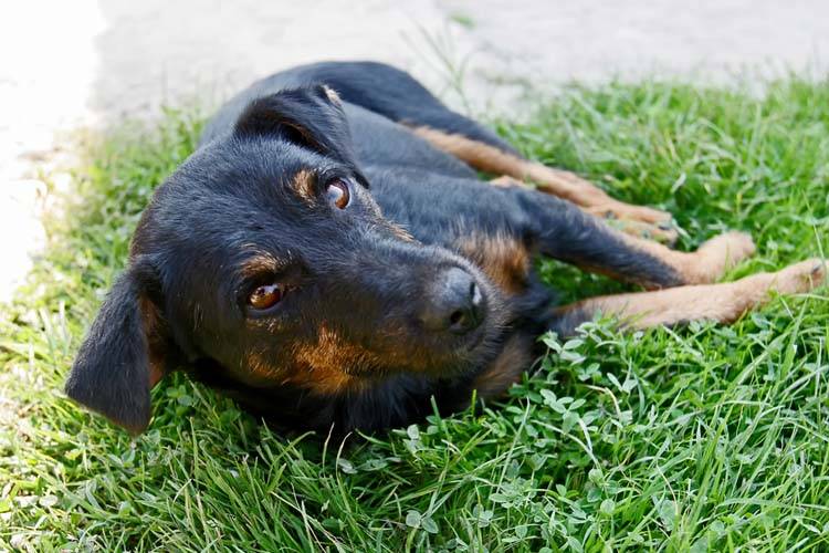 Osteosarcoma in Dogs