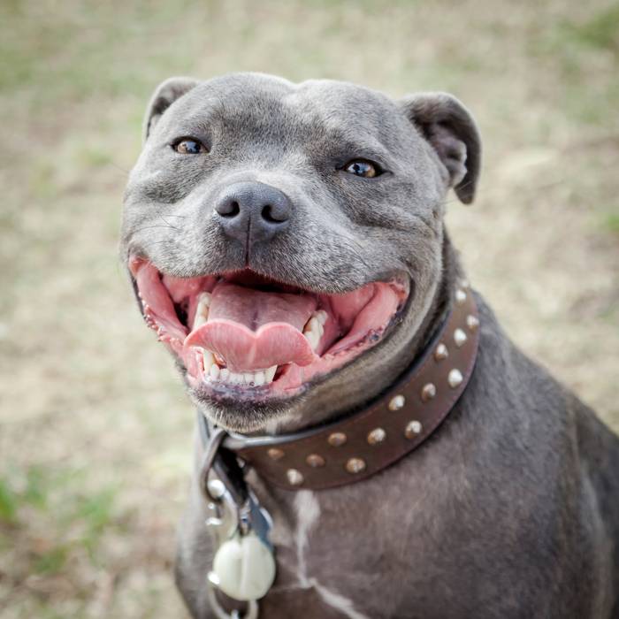 DogCollars-FI