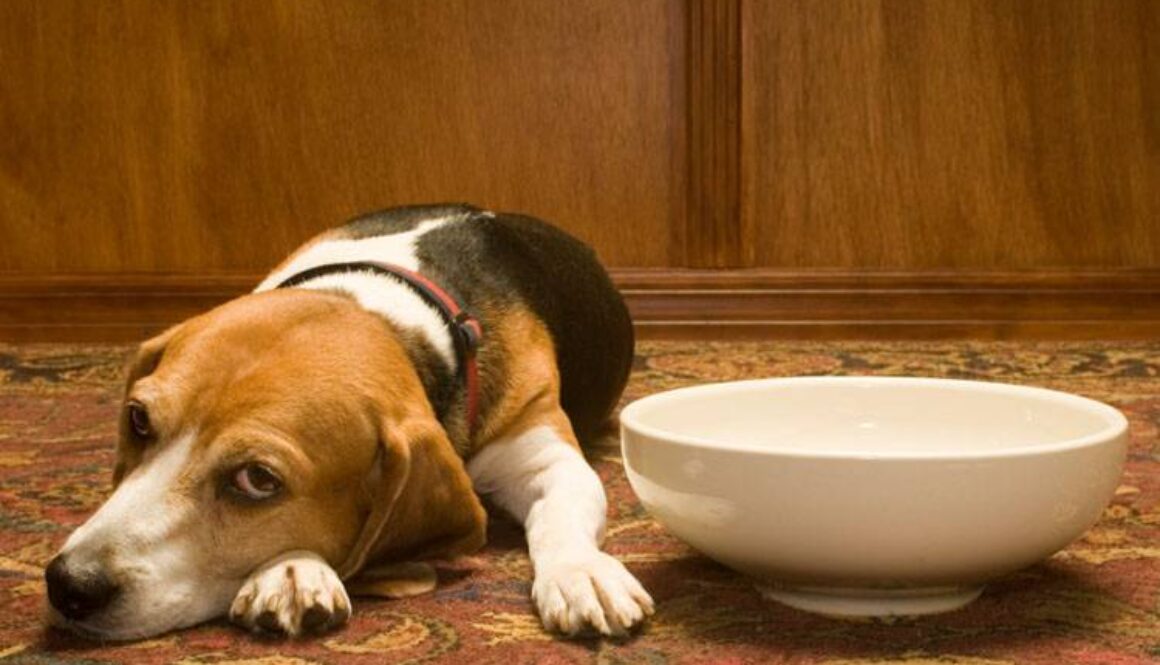 Pancreatitis in Dogs