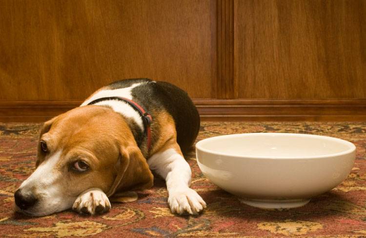Pancreatitis in Dogs