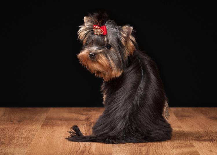 Pet Hair Accessories
