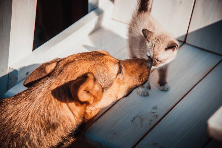 Most dog kisses little kitten