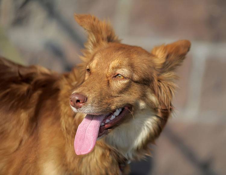 Veterinary Care Senior Pets