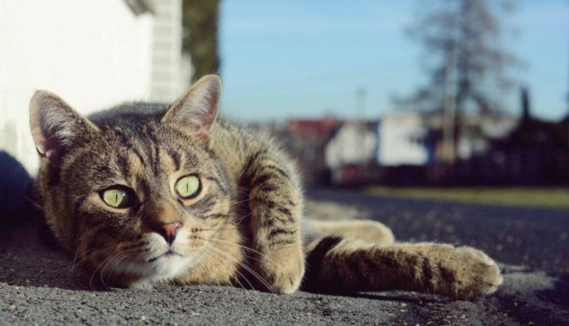 Lost Pet Prevention Tips