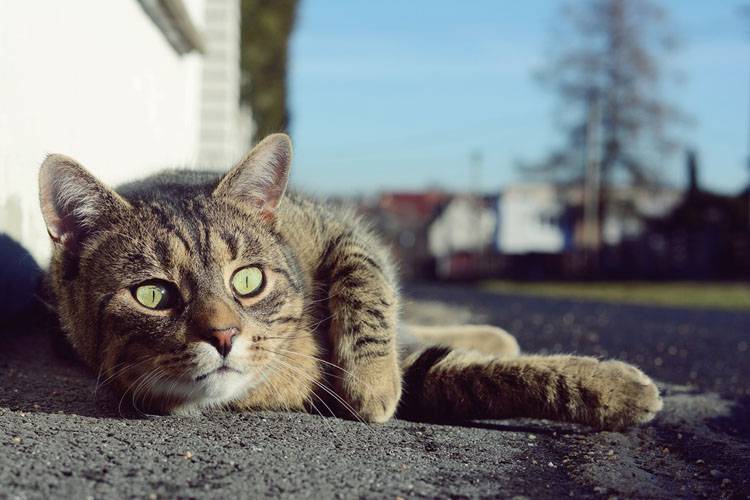 Lost Pet Prevention Tips