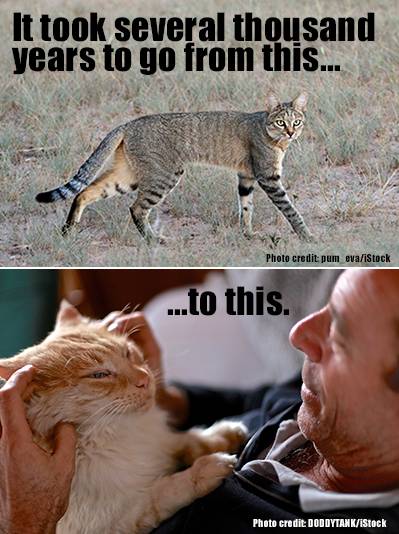 Domestication of Cats Domestication of Cats