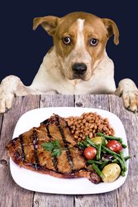 Dog Begging Dog Begging