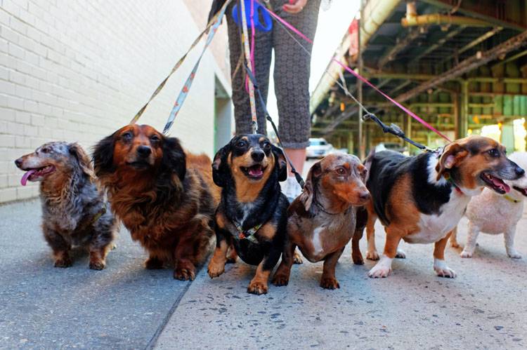 Choosing the Right Dog Walker