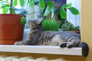 Poisonous Houseplants Houseplants Poisonous to Cats