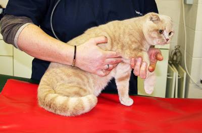 Cat in Pain Cat in Pain