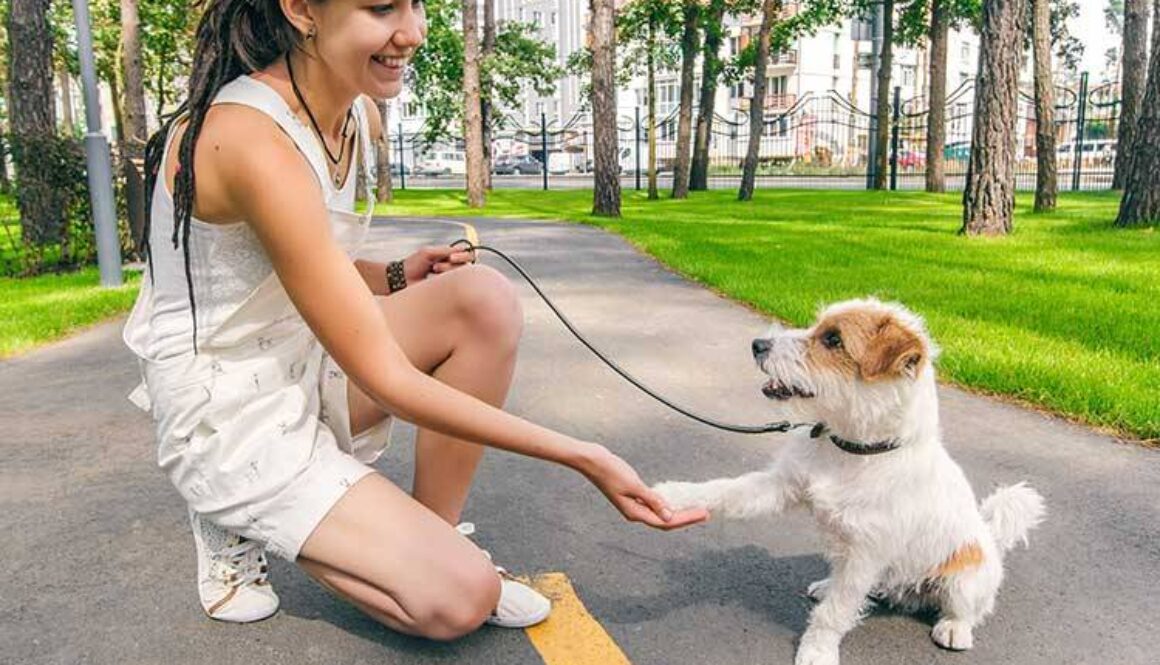 Is A Dog Trainer Certification Worth It?
