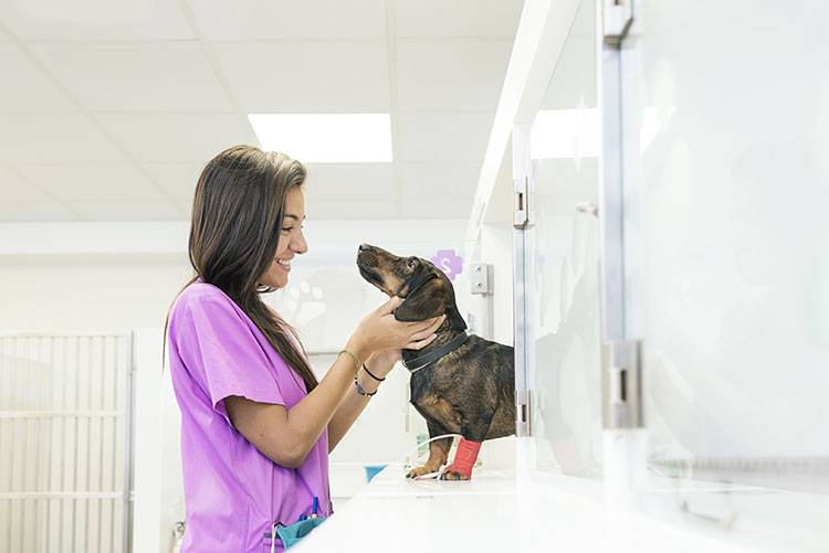 Veterinary Assistant Certification: The First Step Toward a Care