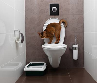 Why You Shouldn’t Toilet Train Your Cat Cat Toilet Training