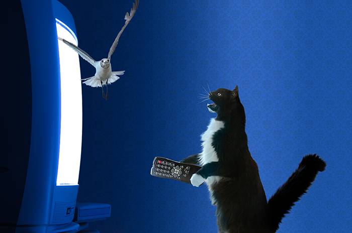 Videos for Cats to Watch Videos for Cats to Watch