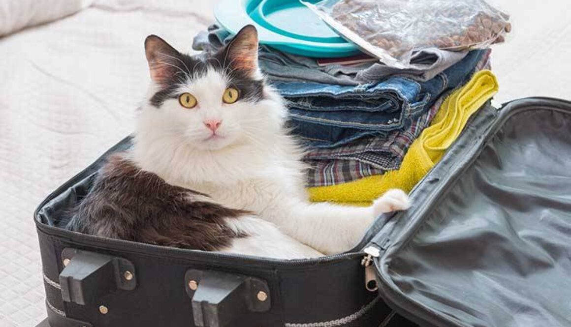 Traveling With Your Dog or Cat for the Holiday?