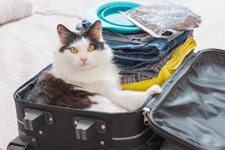 Traveling With Your Dog or Cat for the Holiday?