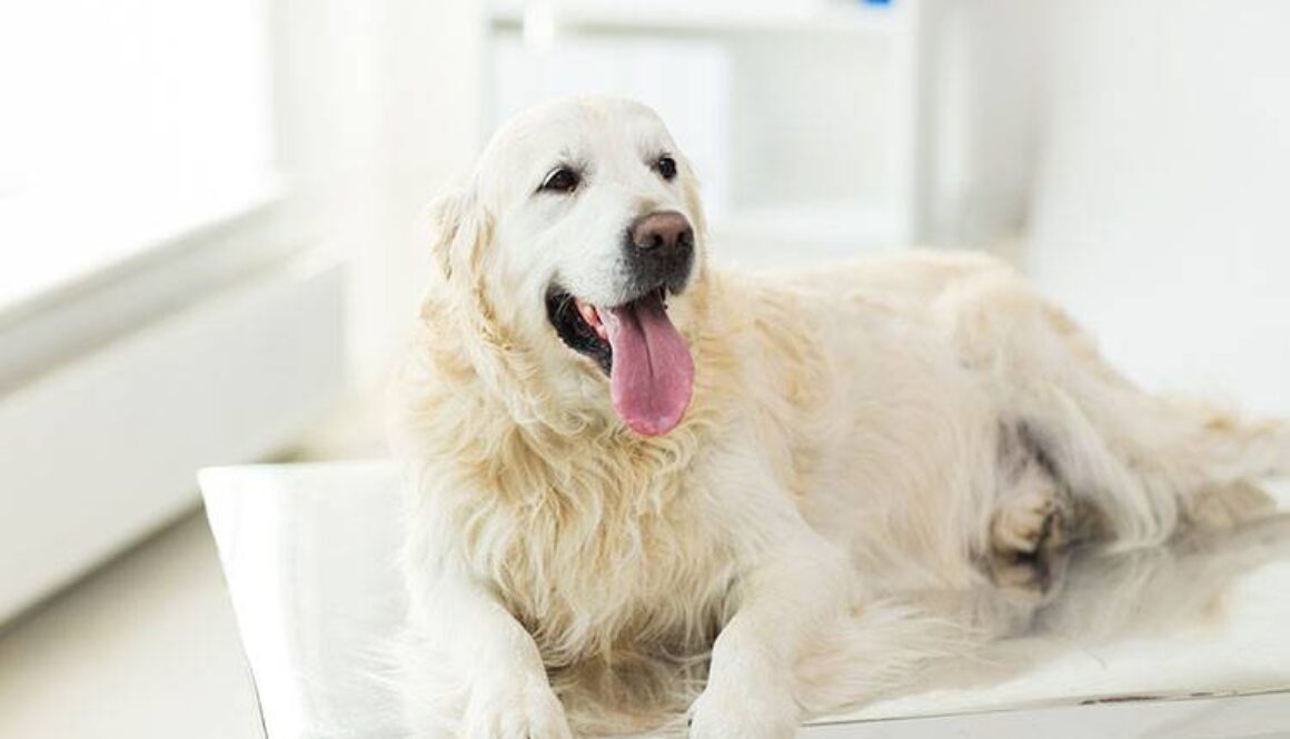 close up of golden retriever dog at vet clinic