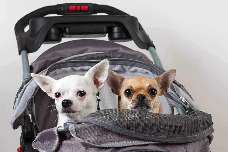 Dog Strollers: Why and Where to Use Them