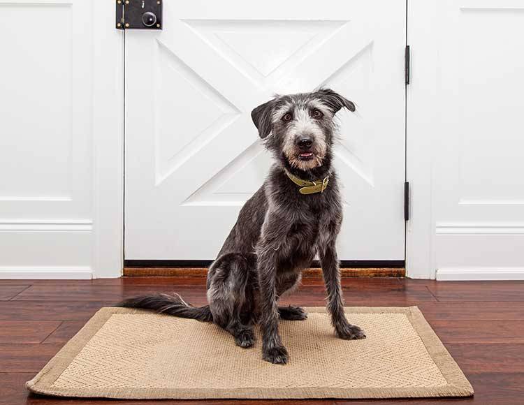 Dog Waiting By Front Door