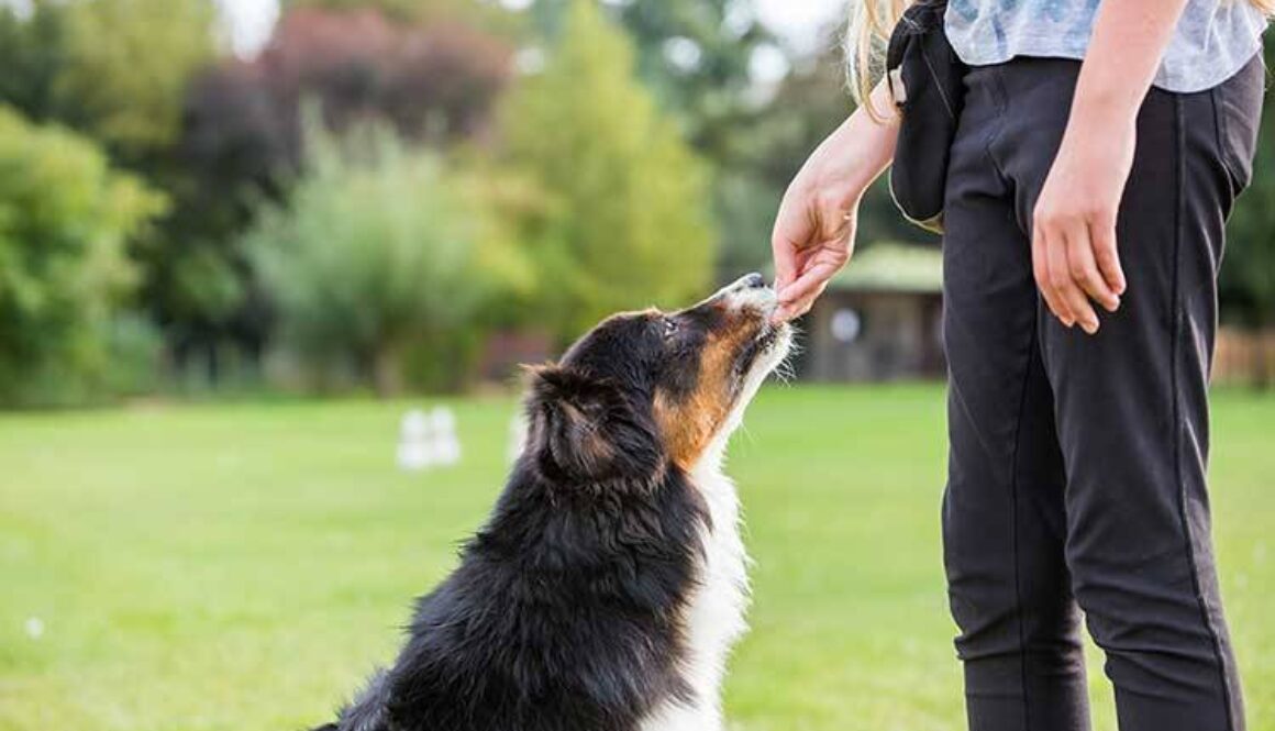 girl gives a dog a treat