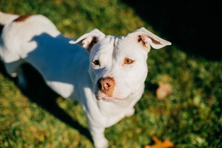 5 Grooming Tips For Short-Haired Dogs