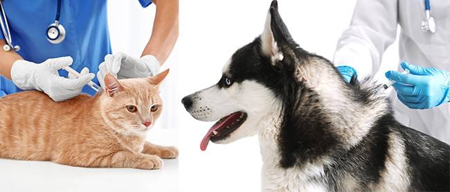 Vaccinate Your Pets Vaccinate Your Pets