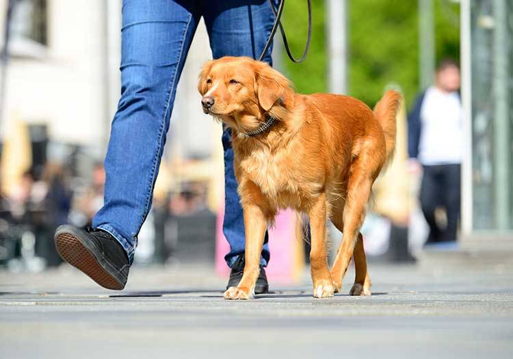 What Is The AKC Canine Good Citizen Test?