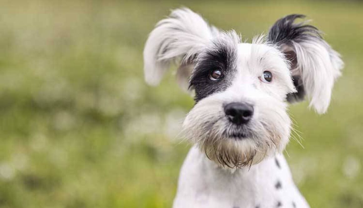 Dog Training Tips For Annoying Dog Behaviors