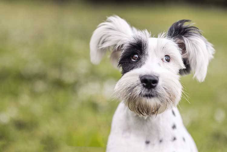 Dog Training Tips For Annoying Dog Behaviors